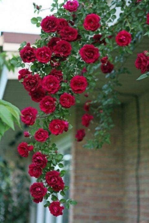 100%20Pcs%20Climbing%20Miniature%20Rose%20Seeds%20-%20Best%20For%20Your%20Garden%20-%20Image%203