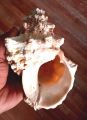 Conch Shells (Sankha) - Attractive शंख; Original Shankh For Laxmi Danvarsha & Holy Purpose; Laxmi. 