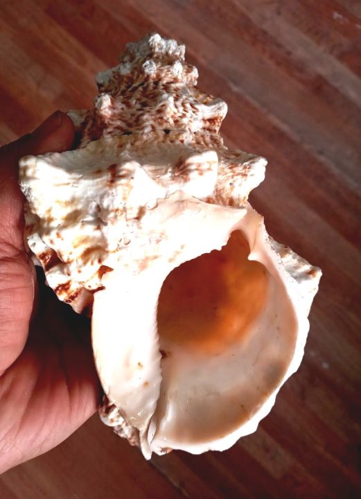 Conch%20Shells%20(Sankha)%20-%20Attractive%20%E0%A4%B6%E0%A4%82%E0%A4%96;%20Original%20Shankh%20For%20Laxmi%20Danvarsha%20&%20Holy%20Purpose;%20Laxmi%20-%20Image%204