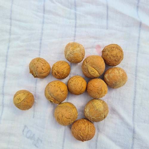 Bodhicitta/Bodicitta/Buddhachitta Seeds 1 Packet