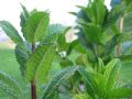 Mint Seeds Pudina Herb Seeds Mint Herb Seeds Peppermint 20 Plus Seeds Loose Pack. 