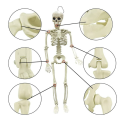Halloween Skeleton Decoration, Posable Full Body Skeleton for Yard. 