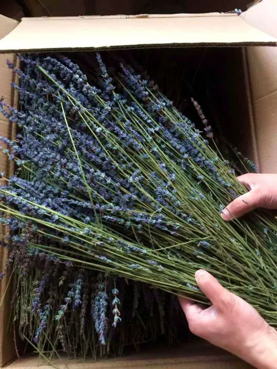 Wanhua%20Gift%20Xinjiang%20Ili%20Lavender%20British%20Orchid%20Bouquet%20Living%20Room%20Decoration%20Dried%20Flowers%20-%20Image%209