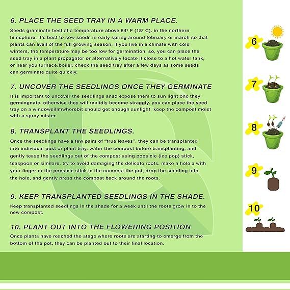 20%20Plus%20%20Rosemary%20Seeds%20for%20Planting%20-%20Rosemary%20Herb%20Sees%20Loose%20Pack%20-%20Image%207