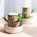 Hydroponic Lucky Tree Stump Desktop Potted Plant Groot Four Seasons Easy to Grow and Sprout Brazilian Wood. 