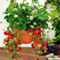 Strawberry Seeds  For Garden, Balcony And Bardali (Easy Grow). 