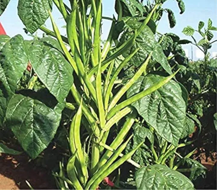 Vegetable%20Seed%20-%201%20Packet%20Cluster%20Beans%20Agri%20Gwar%20Phali%20Seeds%20By%20Savyata%20Stores%20For%20Kitchen%20Garden%20-%20Image%202
