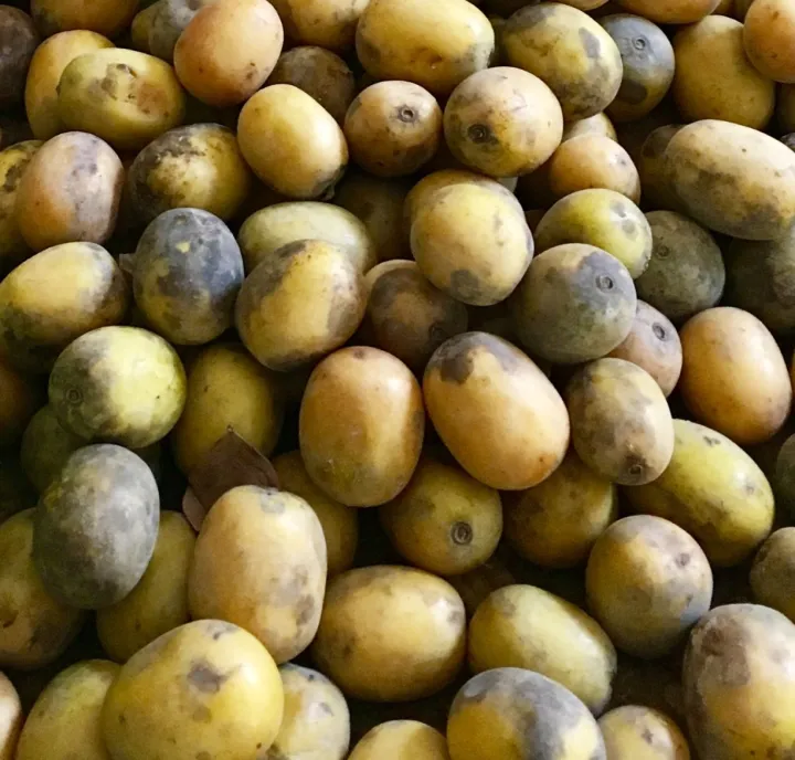 Lapsi%20%7C%20Fresh%20Lapsi%20%7C%20Fresh%20Raw%20Nepali%20Lapsi%20(Choerospondias%20axillaris)%20%7C%20%20Himalayan%20Hog%20Plum%20%7C%20Naturally%20Grown%20&%20Chemical-Free%20%7C%20Tangy%20&%20Sour%20Fruit%20%7C%20Ideal%20for%20Pickles%20(Achar)%20&%20Traditional%20Recipes%20%7C%20Rich%20in%20Vitamin%20C%20%7C%20Authentic%20Taste%20of%20Nepal%20-%20Image%204