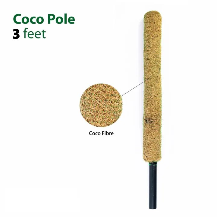 Coco%20Coir%20Stick%20Pole%20Moss%20Stick%20for%20Climbing%20Money%20Plant,%20Housing%20Plants%20Support%20%20(3%20Feet)%20-%20Image%204