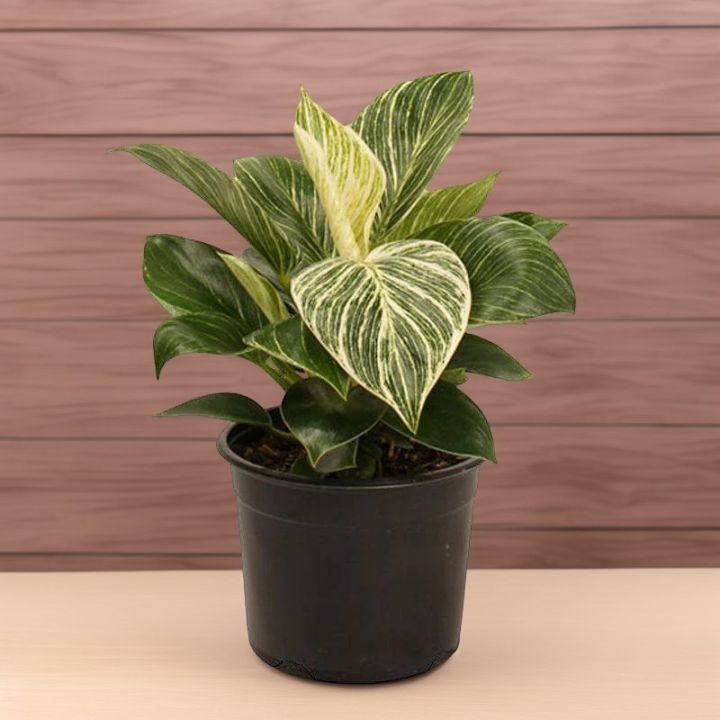 Philodendron Birkin Indoor Plant | For Home Décor | Decorative Plant ...