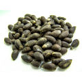Cotton Seeds / Paruthi Seeds 30 Pcs For Home Garden, Rooftop. 