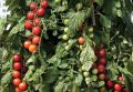 Pink Charmer Cherry Tomato Seeds 5 Plus (Loose Pack). 