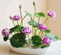 Bonsai Lotus Flower Seeds for Planting 10 Plant Seeds. 