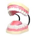 Teeth Model/ Dummy Big. 