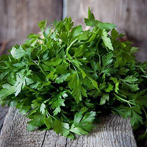 50+%20Loose%20Packed%20Seed%20Of%20Parsley%20Elite,%20Botanical%20Name:%20Petroselinum%20crispum,%20Excellent%20Quality%20Seed%20Can%20Grow%20All%20Over%20Nepal,%20Non%20GMO%20Seeds%20-%20Image%204