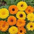 1 Packet Calendula Mixed Flower Seeds 2 Gram. 