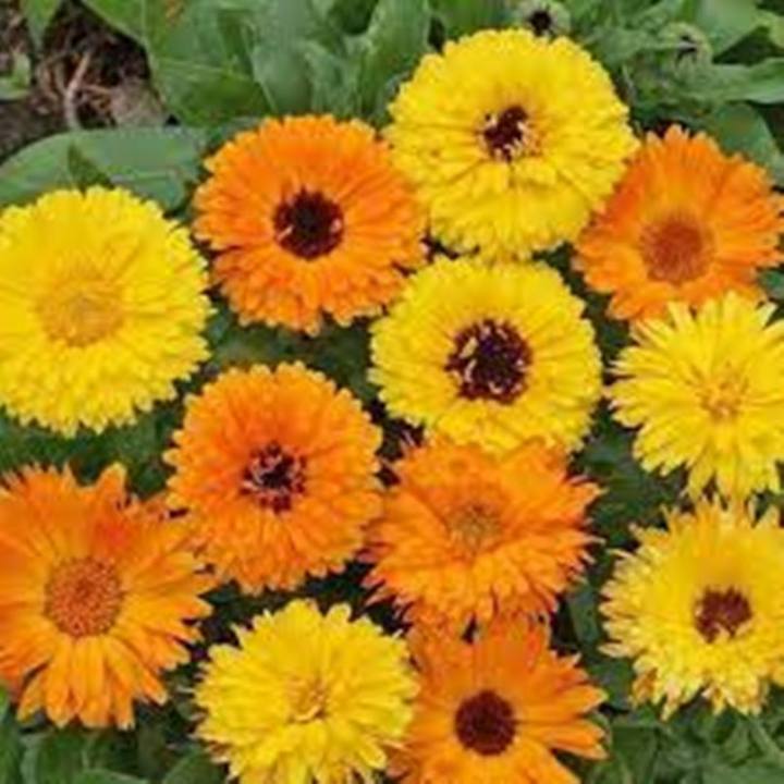 1 Packet Calendula Mixed Flower Seeds 2 Gram
