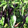 Chilli Hybrid DeepKali - Jire Khursani Seeds 20+ loose Packed Seed In Count. 