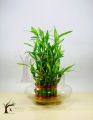 Lucky Bamboo Bunch – Original Plant for indoor – Imported plant. 