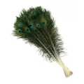 Mayurko Puwakh (Peacock Feather) Set of 5 pcs By Mitrata. 