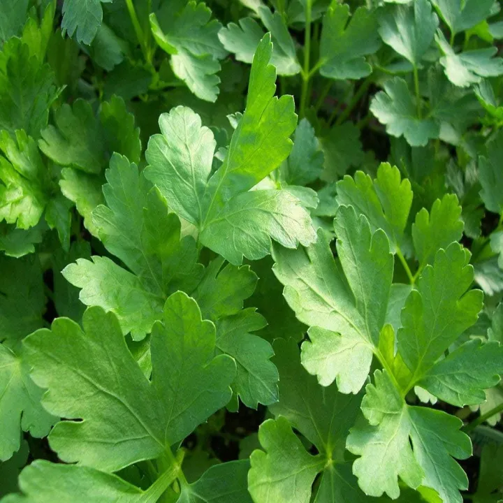 50+%20Loose%20Packed%20Seed%20Of%20Parsley%20Elite,%20Botanical%20Name:%20Petroselinum%20crispum,%20Excellent%20Quality%20Seed%20Can%20Grow%20All%20Over%20Nepal,%20Non%20GMO%20Seeds%20-%20Image%202