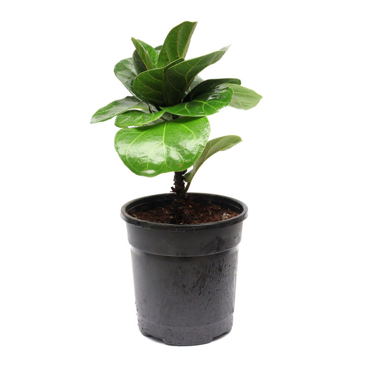 Fiddle%20Leaf%20Fig%20Indoor%20Plant%20%7C%20For%20Home%20D%C3%A9cor%20%7C%20Decorative%20Plant%20-%20Image%202