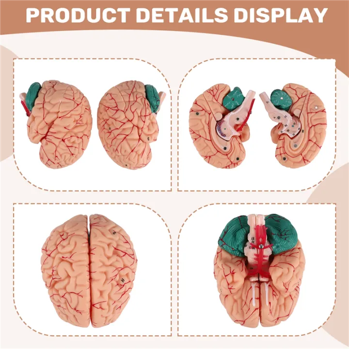 Human Brain,Life Size Human Brain Anatomy Model with Display Base, for ...