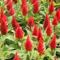 Cockscomb/Murga Kalgi/Snaeel/Celosia Red Flower Plant 20 Seeds For Garden And Balcony. 