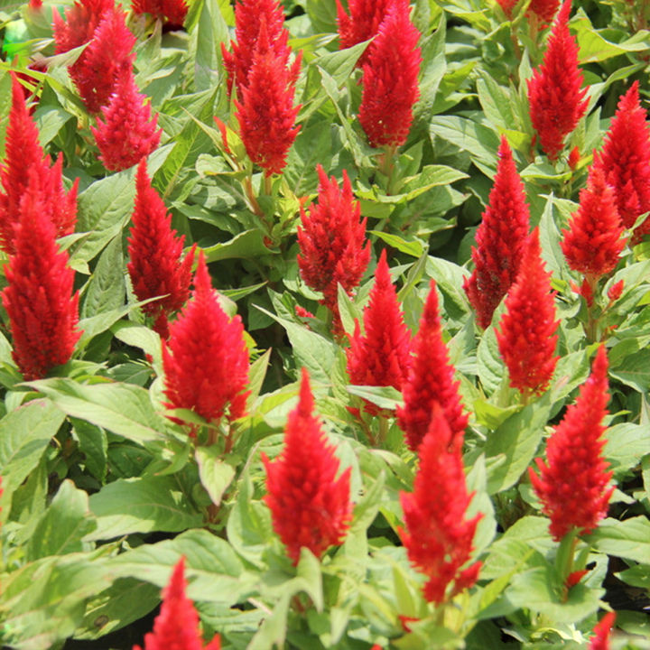 Cockscomb/Murga Kalgi/Snaeel/Celosia Red Flower Plant 20 Seeds For Garden And Balcony