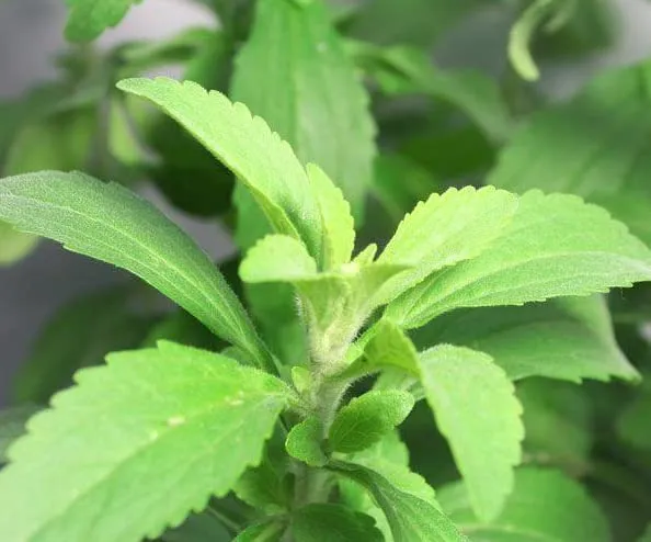 20%20Plus%20Seeds%20Of%20Stevia%20(Sugar%20leaf)%20-%20Herb%20Seeds%20For%20Planting%20(Loose%20Packet)%20-%20Image%204