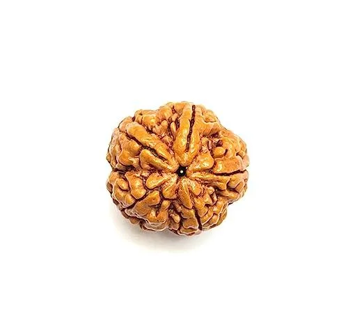 Original%20Nepali%205%20Mukhi%20Rudraksha%20For%20Puja%201%20kg%20-%20Image%205