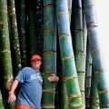 Bamboo Seeds - Big Bamboo 30 Plus Seeds. 