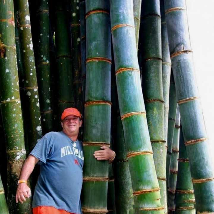 Bamboo%20Seeds%20-%20Big%20Bamboo%2030%20Plus%20Seeds%20-%20Image%206