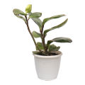Peperomia Green Indoor Plant | For Home Décor | Decorative Plant. 