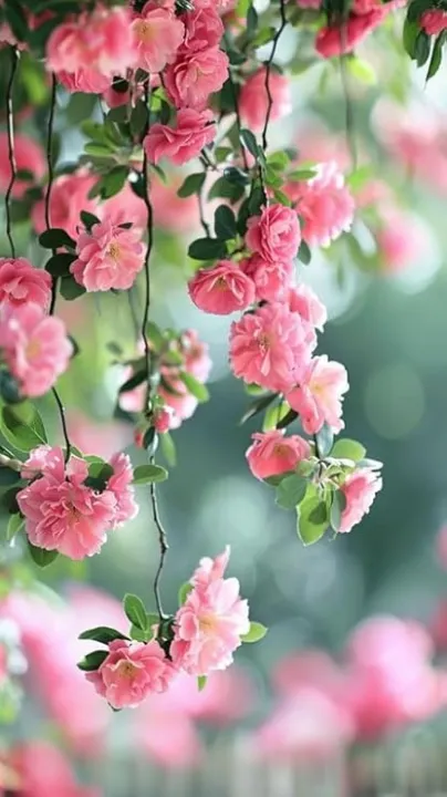 10+%20Loose%20Packed%20Excellent%20Quality%20Climbing%20Fragrant%20Rose%20Flower%20Seed%20For%20Nepal%20(Can%20Grow%20All%20Over%20Nepal)%20-%20Image%204