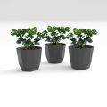 SHERA | Hexa 6" Planter | Indoor and Outdoor | Gamala | Flower Pot. 