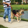 Dog Belt For German Shepherd 4cm Dog Body Belt - Random Color. 