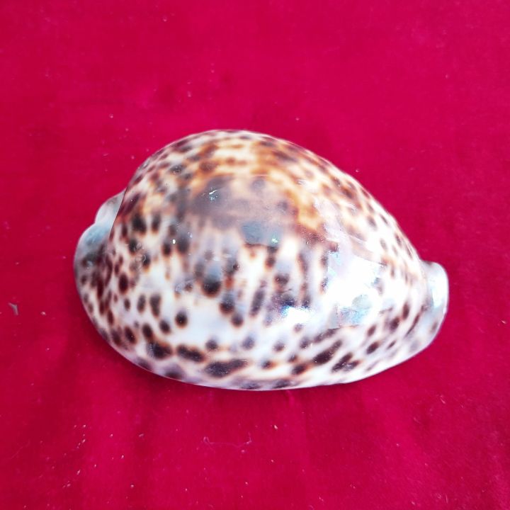 Tiger%20Cowrie%20Shells%20%7C%20Cypraea%20Tigris%20%7C%20Sea%20Shells%20Workship%20-%20Image%204
