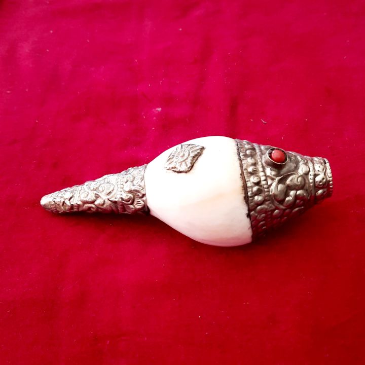 Small Conch Shells - 6inches - Original Shankh With aluminium Wrapped For Laxmi Danvarsha & Holy Purpose; Pooja