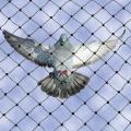 Cricket Net / Anti Bird Net -100 x 10 ft. 