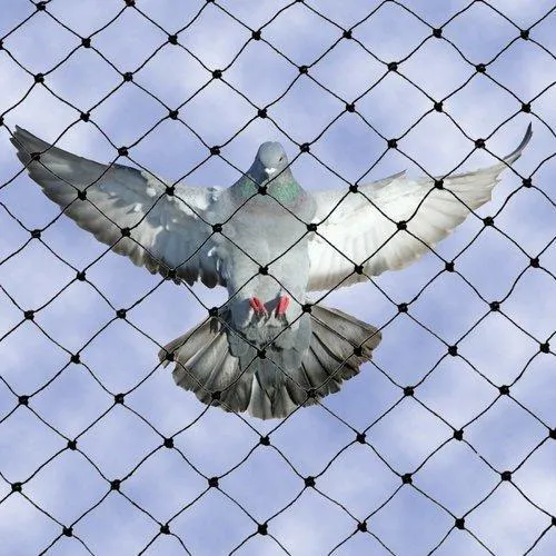 Cricket%20Net%20/%20Anti%20Bird%20Net%20-100%20x%2010%20ft%20-%20Image%204