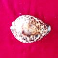 Tiger Cowrie Shells | Cypraea Tigris | Sea Shells Workship. 