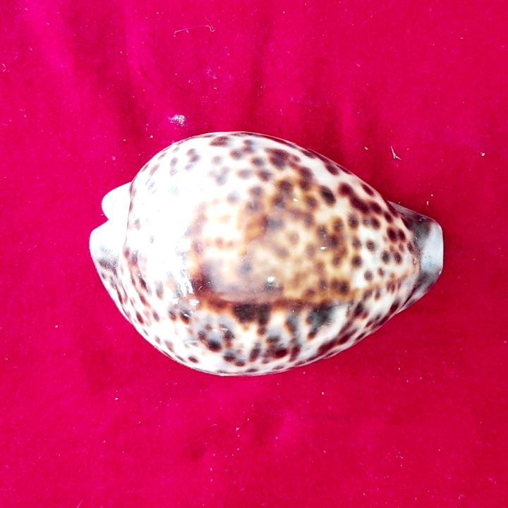 Tiger%20Cowrie%20Shells%20%7C%20Cypraea%20Tigris%20%7C%20Sea%20Shells%20Workship%20-%20Image%203