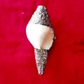 Small Conch Shells - 6inches - Original Shankh With aluminium Wrapped For Laxmi Danvarsha & Holy Purpose; Pooja. 