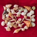 Natural Mixed Sea Shells For Aquarium Decoration Shell By Crown Aquatics. 