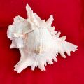 Conch Shells (Sankha) - Attractive शंख; Original Shankh For Laxmi Danvarsha & Holy Purpose; Laxmi Elephant Shankh. 