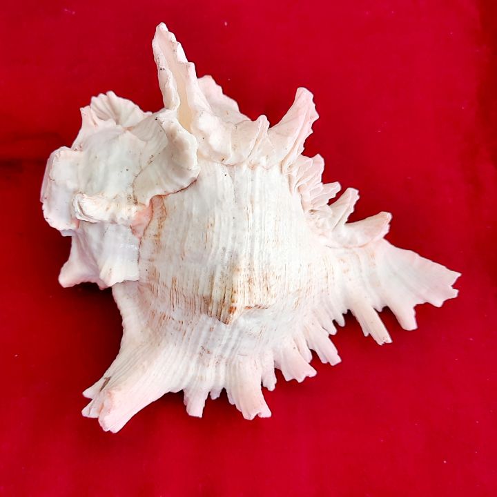 Conch%20Shells%20(Sankha)%20-%20Attractive%20%E0%A4%B6%E0%A4%82%E0%A4%96;%20Original%20Shankh%20For%20Laxmi%20Danvarsha%20&%20Holy%20Purpose;%20Laxmi%20Elephant%20Shankh%20-%20Image%205