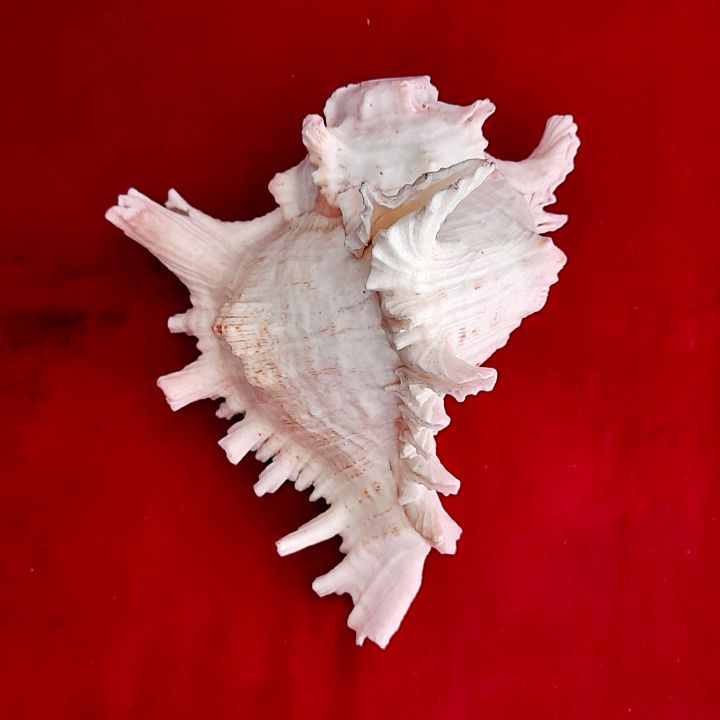 Conch%20Shells%20(Sankha)%20-%20Attractive%20%E0%A4%B6%E0%A4%82%E0%A4%96;%20Original%20Shankh%20For%20Laxmi%20Danvarsha%20&%20Holy%20Purpose;%20Laxmi%20Elephant%20Shankh%20-%20Image%203