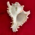Conch Shells (Sankha) - Attractive शंख; Original Shankh For Laxmi Danvarsha & Holy Purpose; Laxmi Elephant Shankh. 