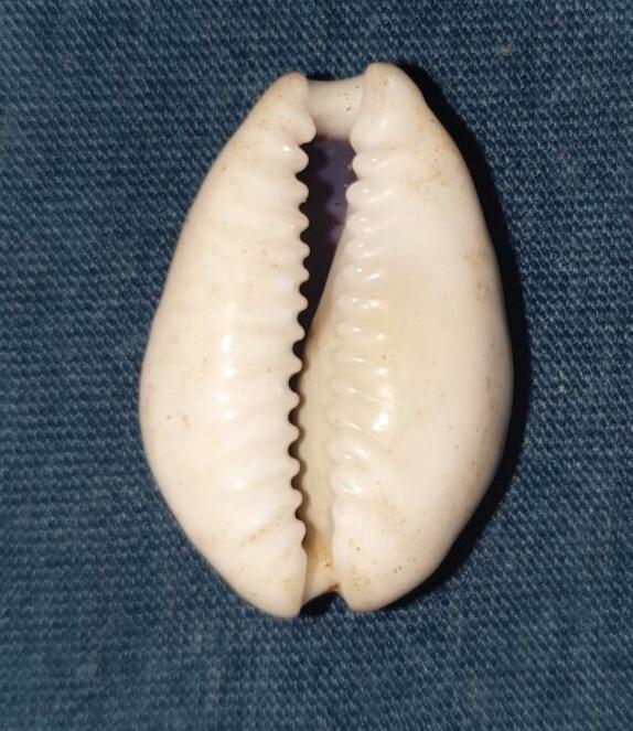 Sea%20Shells%2016%20+%201%20Piece%20Free%20(%20Kauda%20)%20Medium%20size%20-%20Image%205